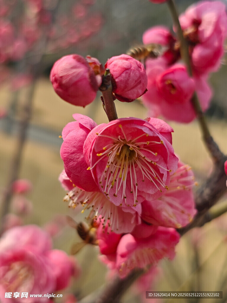 腊梅 梅花