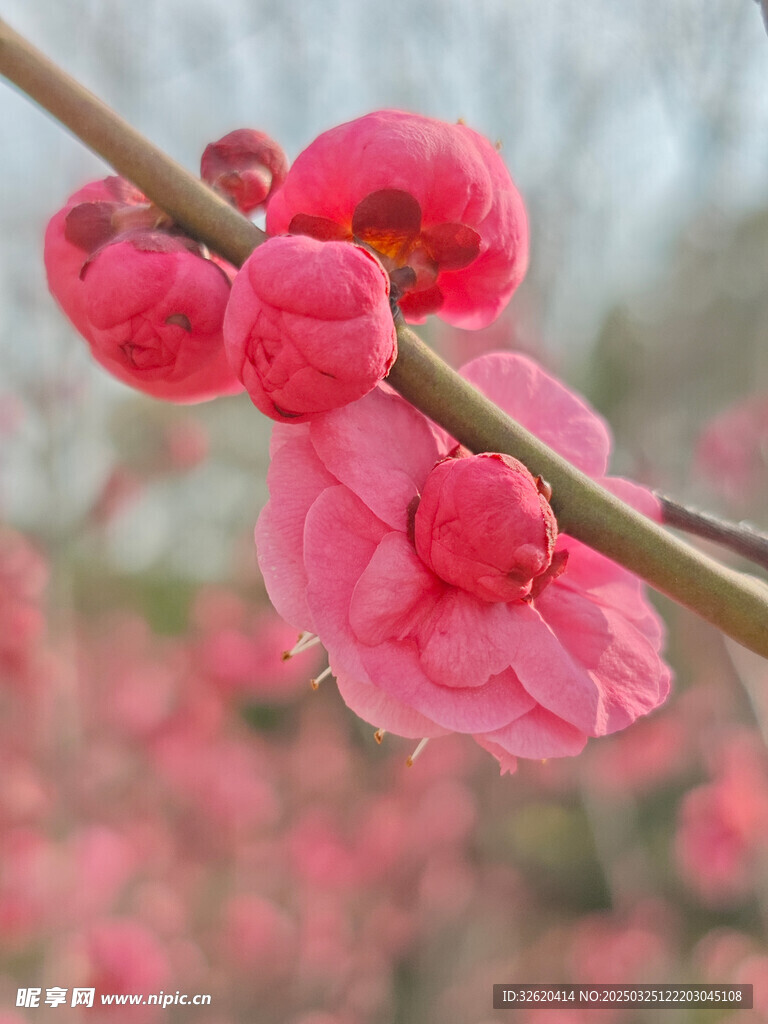 腊梅 梅花