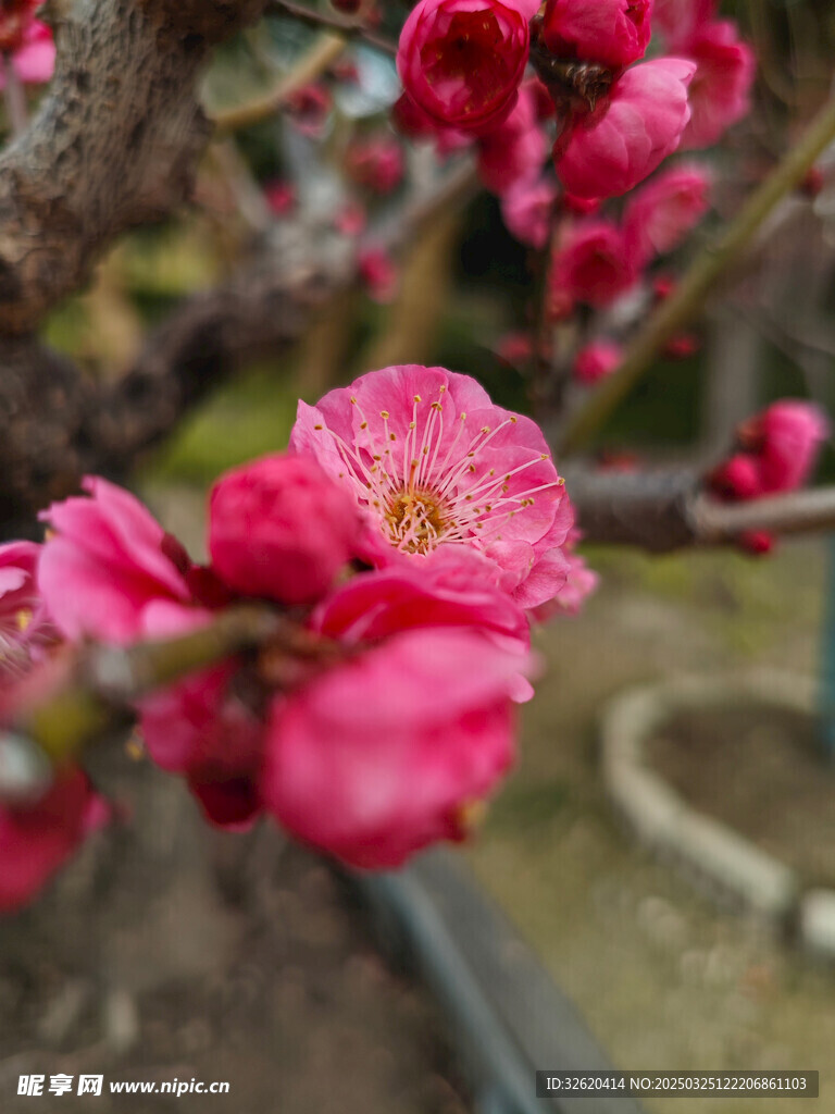 腊梅 梅花