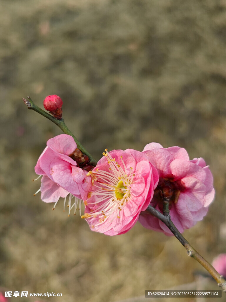 腊梅 梅花
