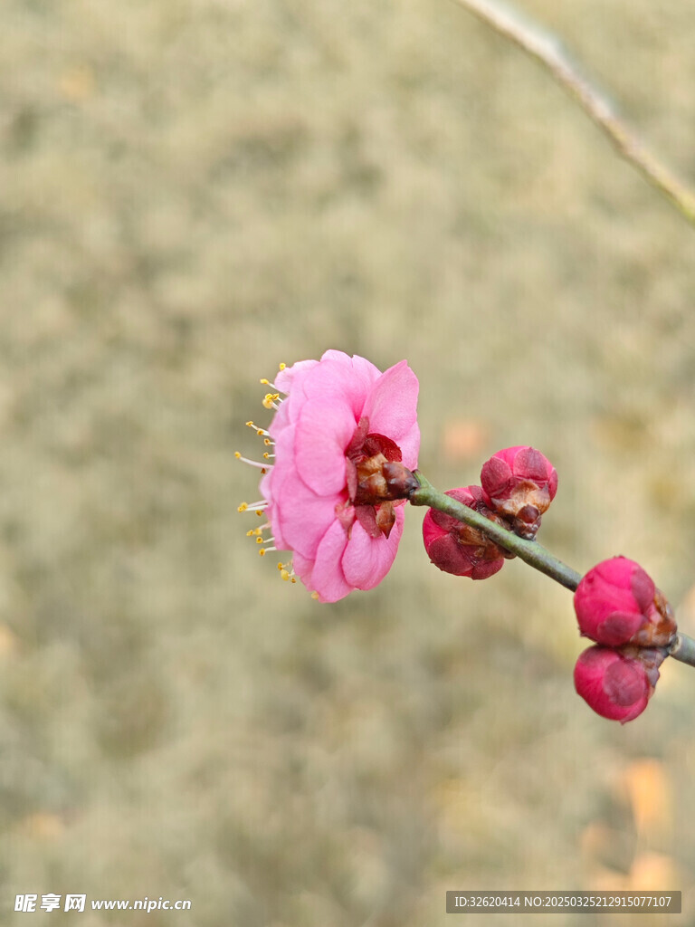 腊梅 梅花