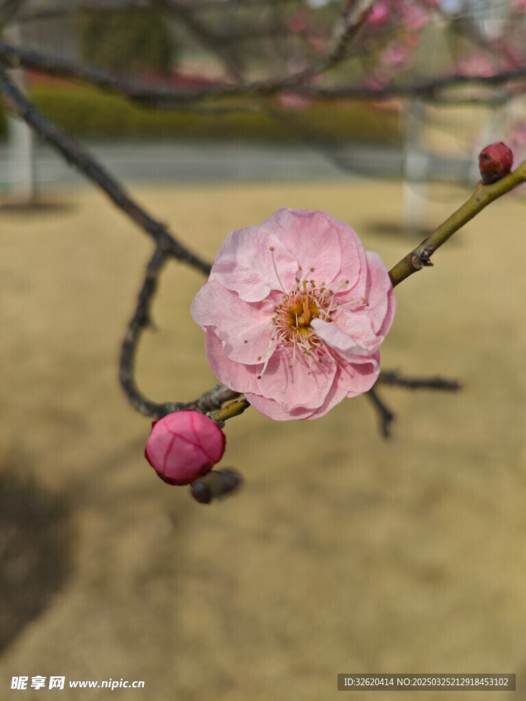 腊梅 梅花