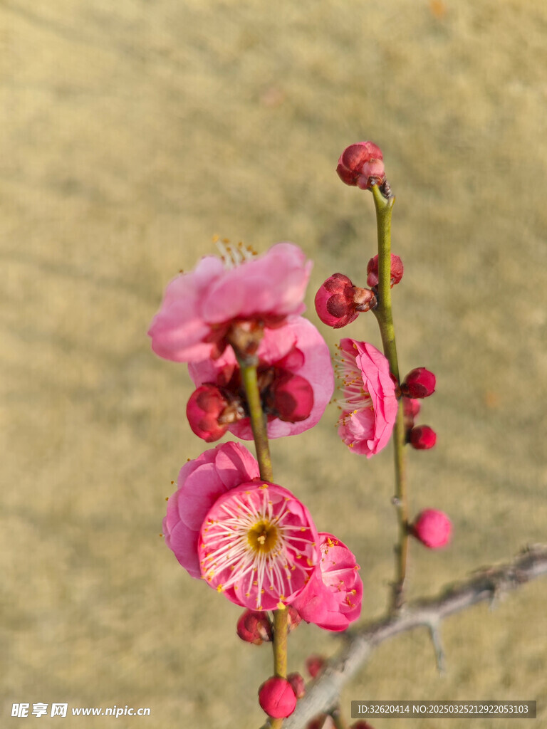 腊梅 梅花