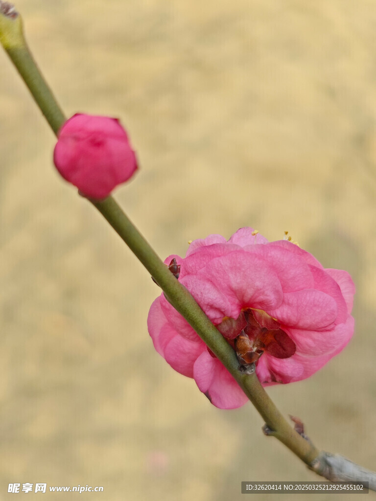 腊梅 梅花