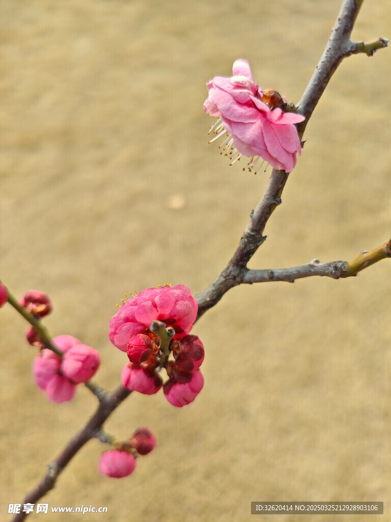 腊梅 梅花