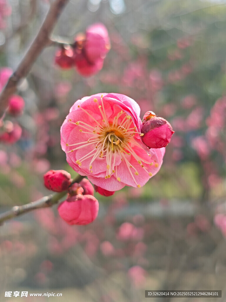 腊梅 梅花