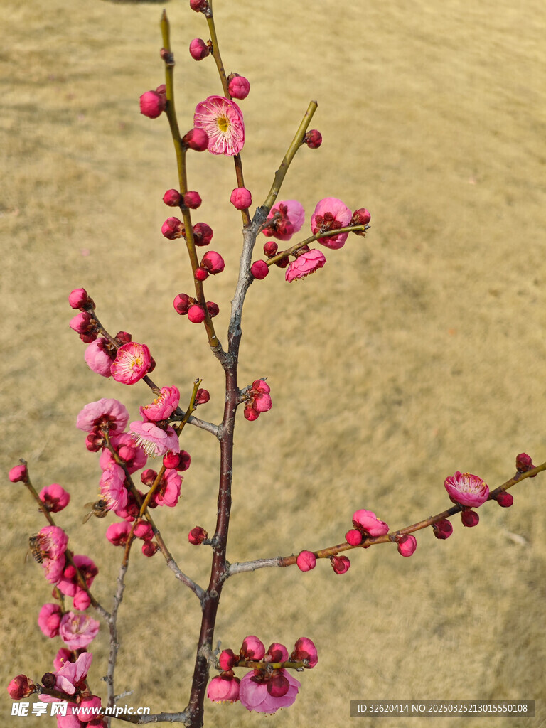 腊梅 梅花