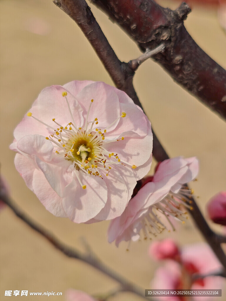 腊梅 梅花