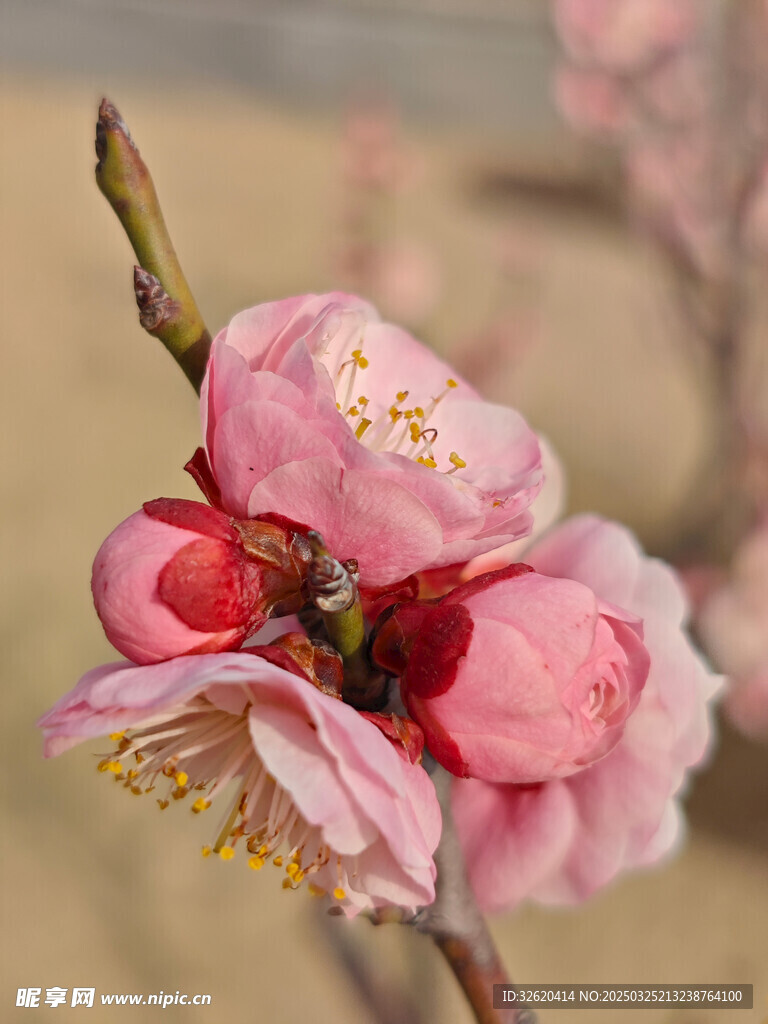 腊梅 梅花
