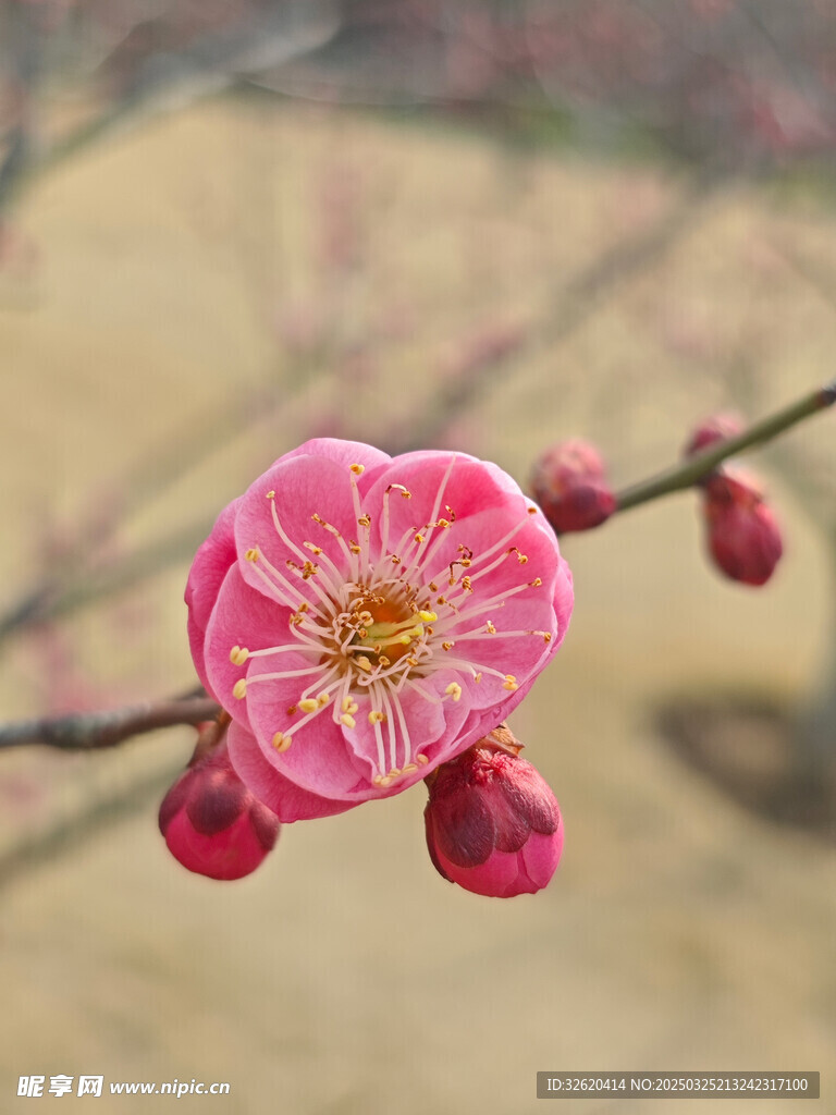 腊梅 梅花