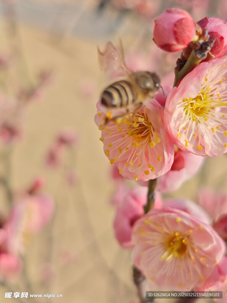 腊梅 梅花