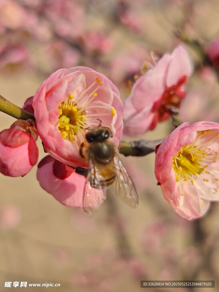 腊梅 梅花