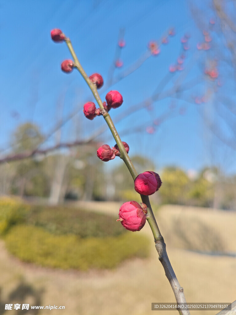 腊梅 梅花