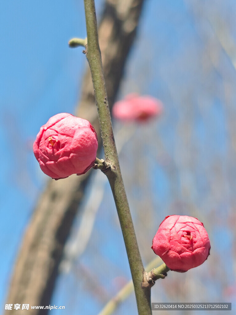 腊梅 梅花