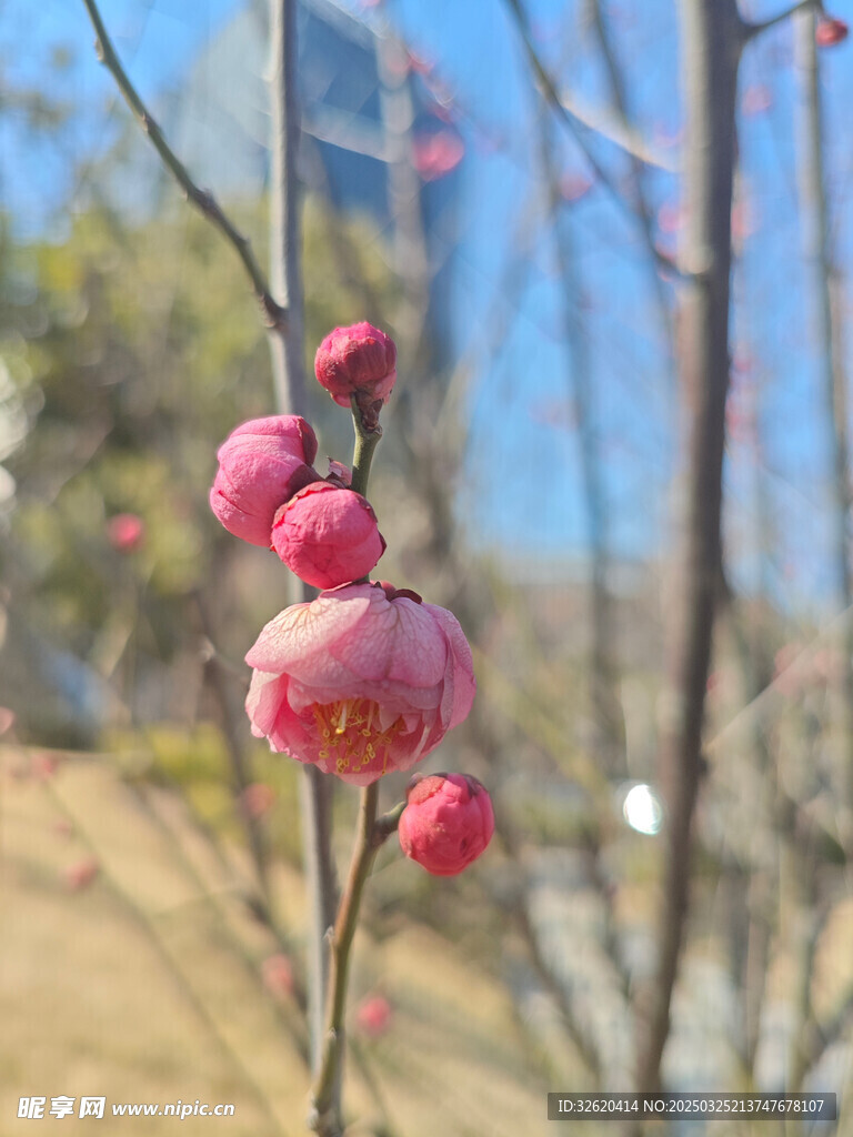 腊梅 梅花