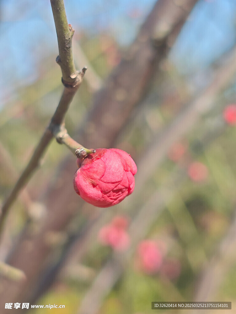 腊梅 梅花