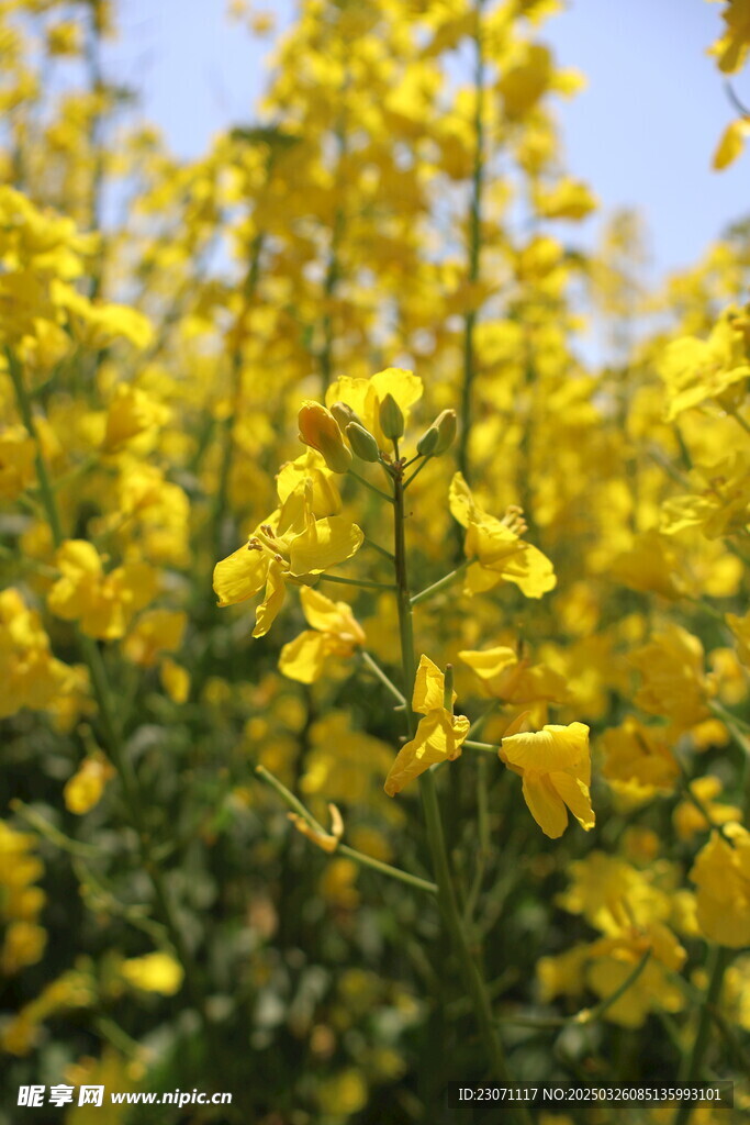 油菜花