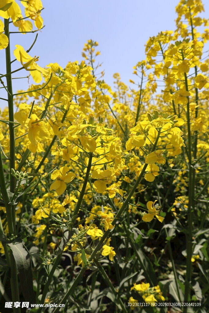 油菜花