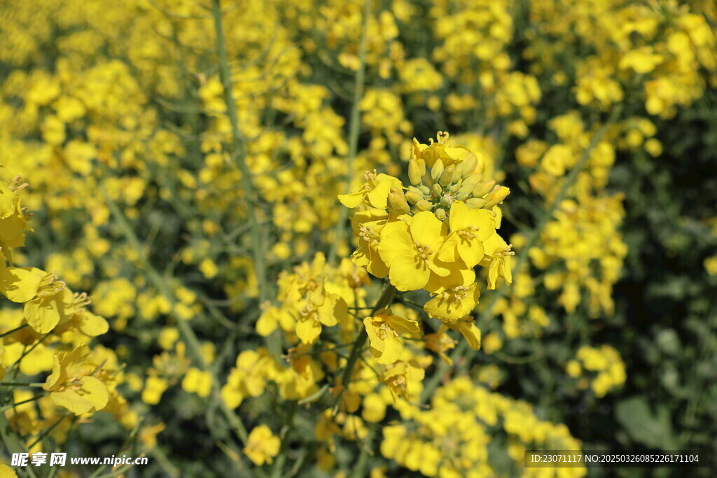 油菜花