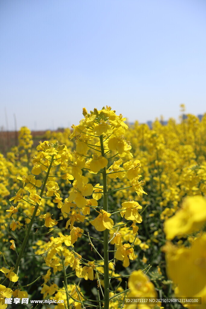 油菜花