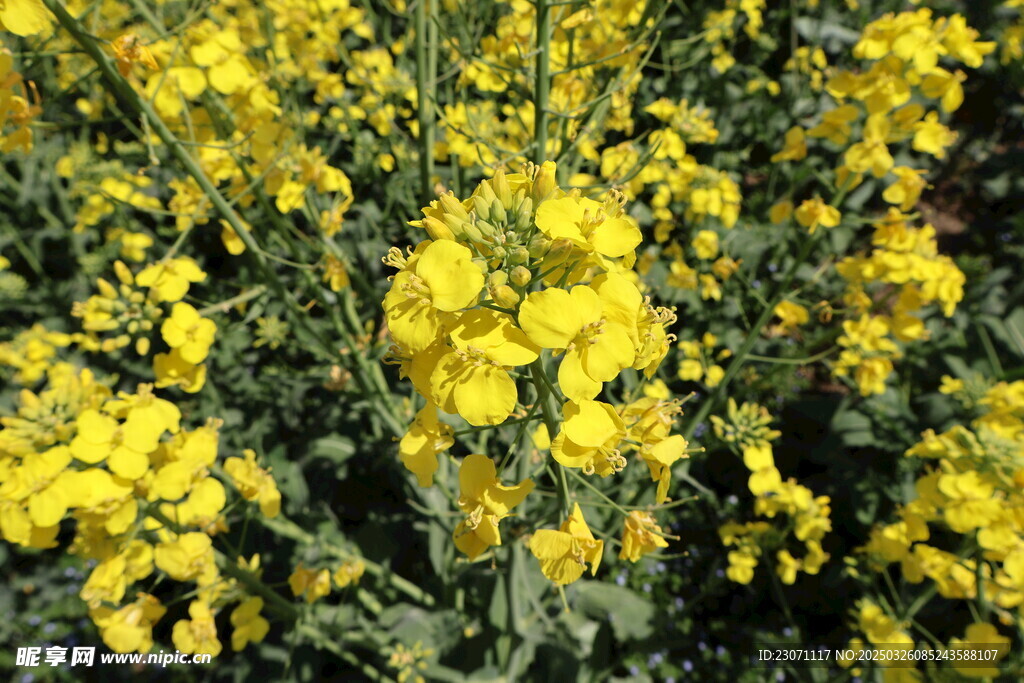 油菜花