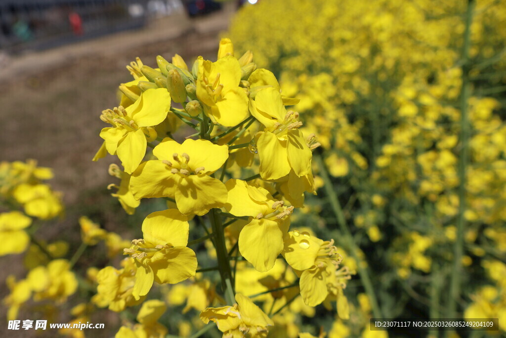 油菜花