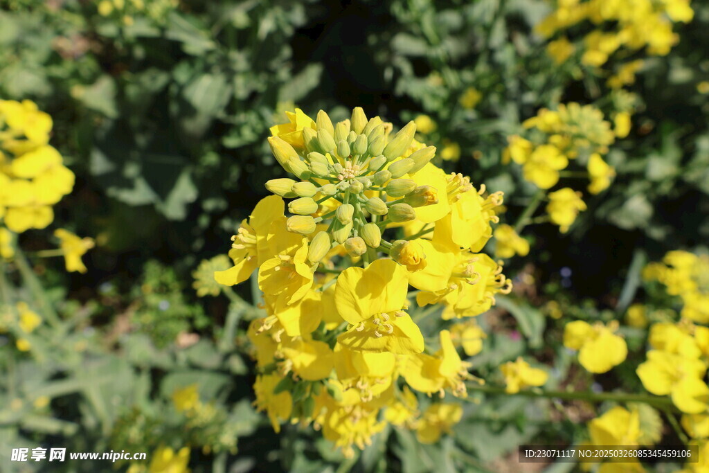油菜花