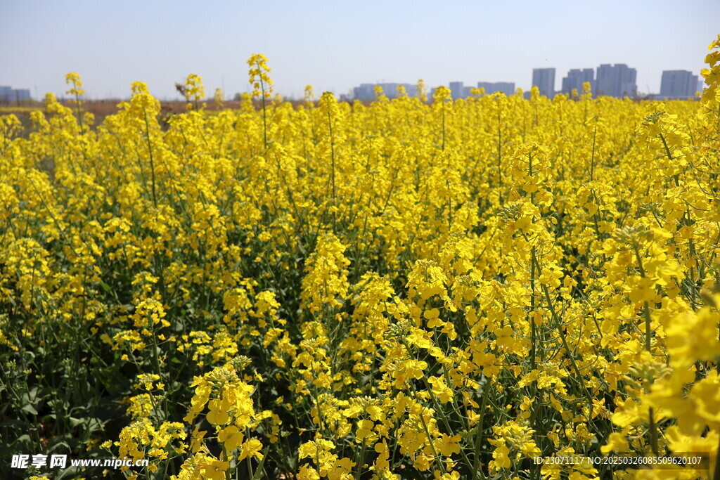 油菜花