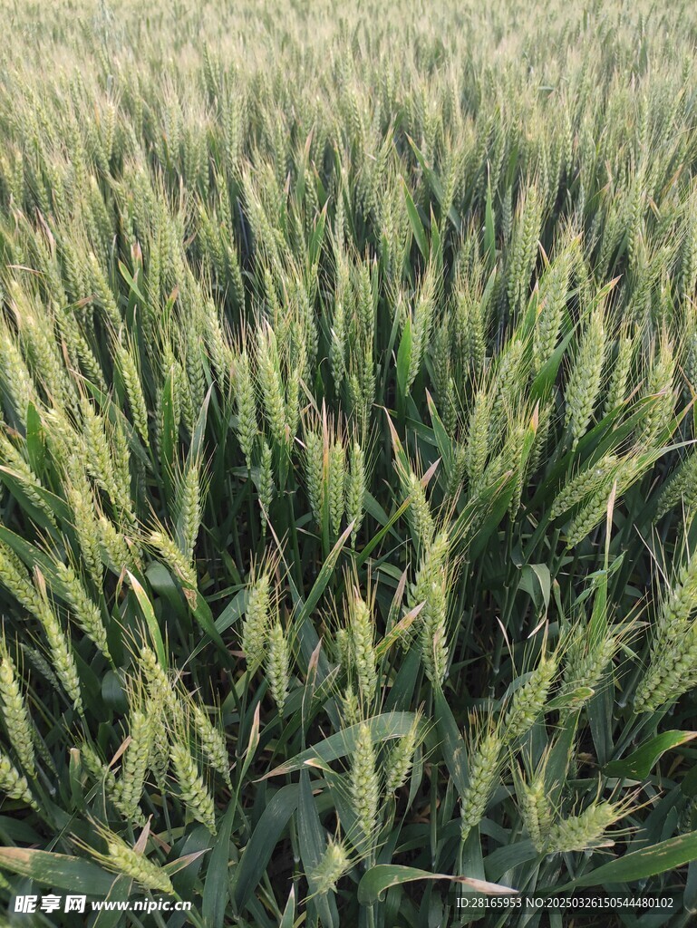 麦田 俯视 麦浪 小麦 田野