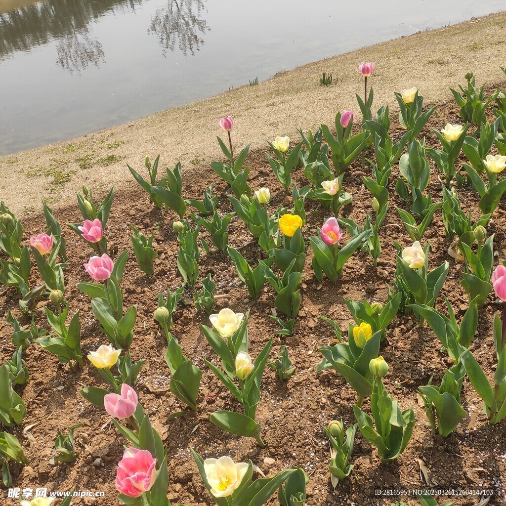 郁金香 花卉 粉色 黄色 花田