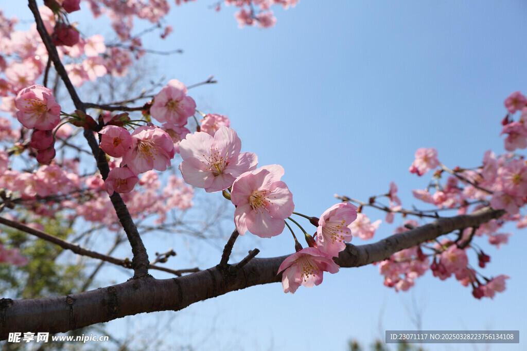 樱花