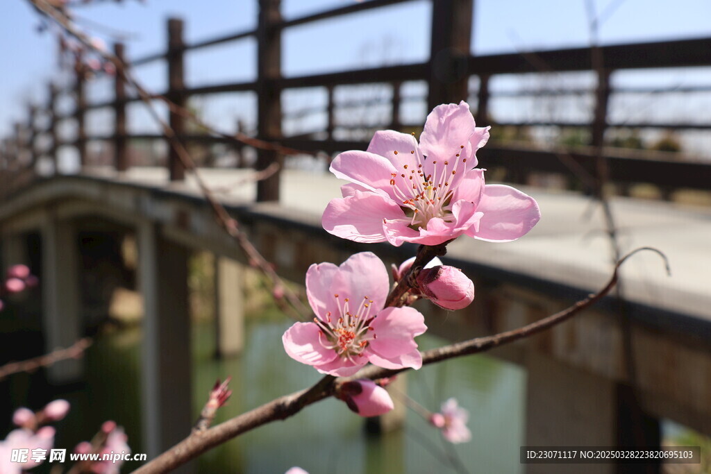 桃花