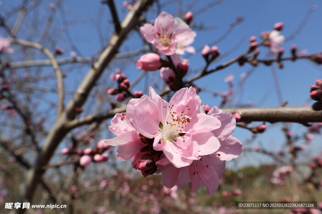 桃花