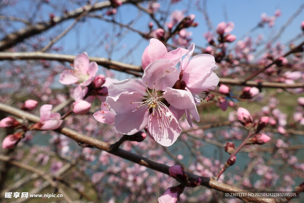 桃花