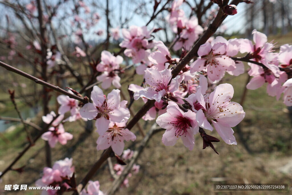 桃花
