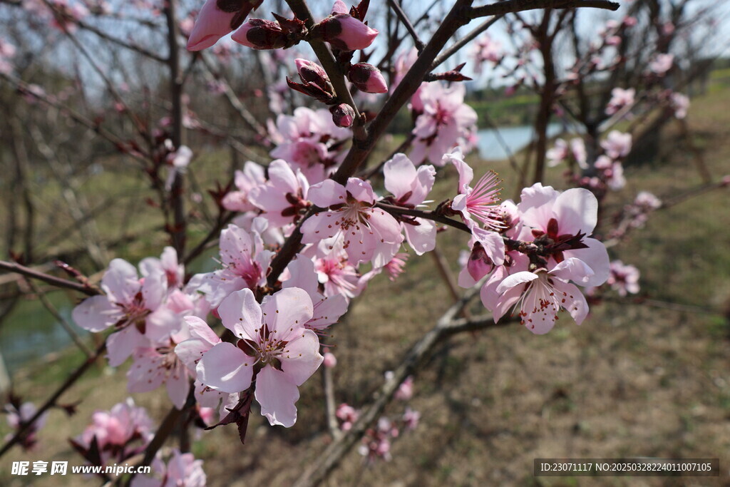 桃花
