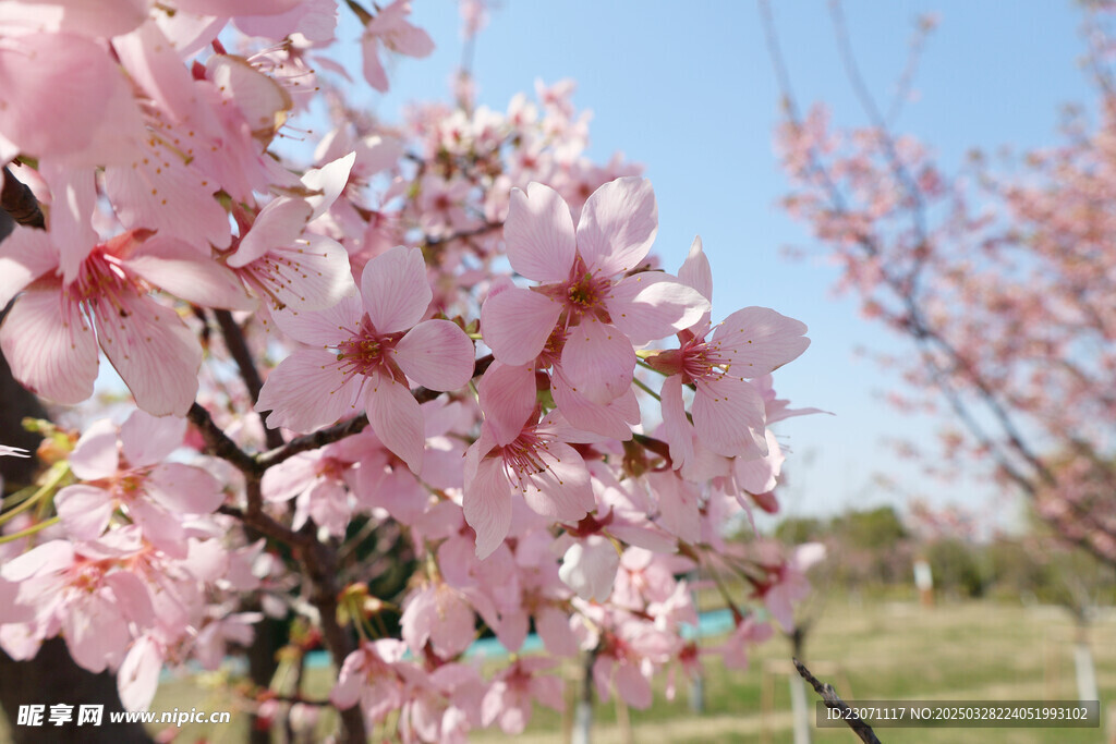 樱花