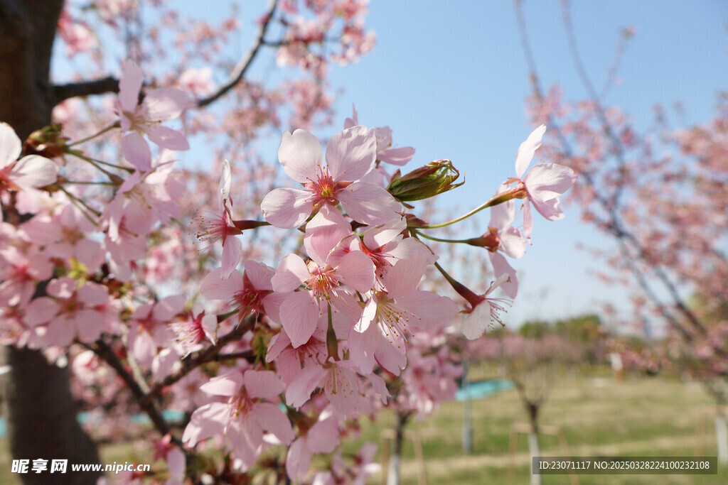 樱花