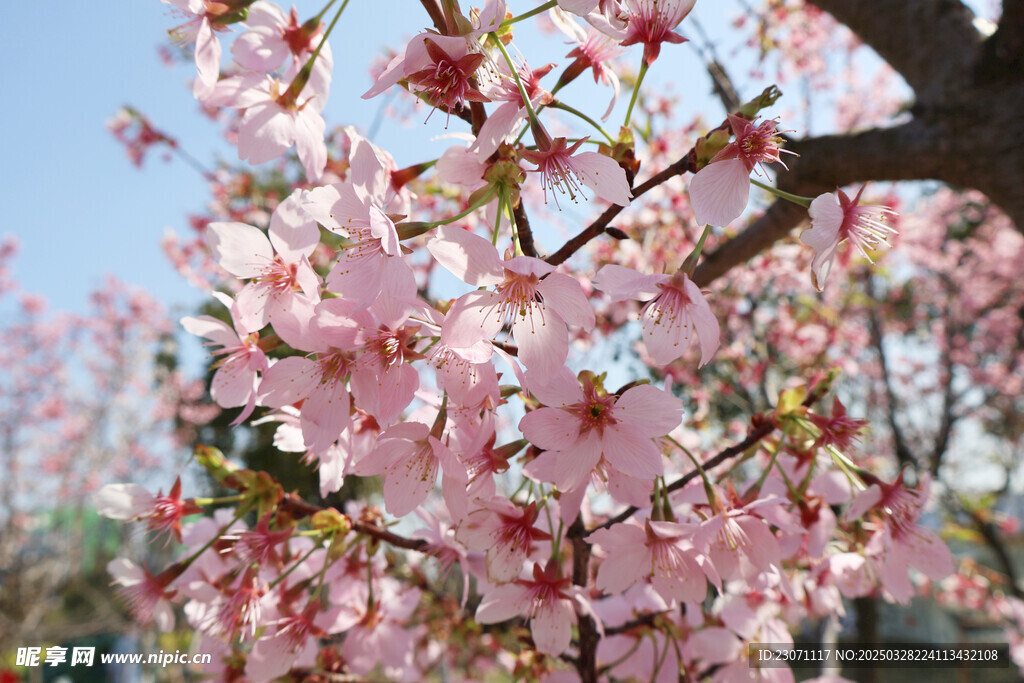 樱花