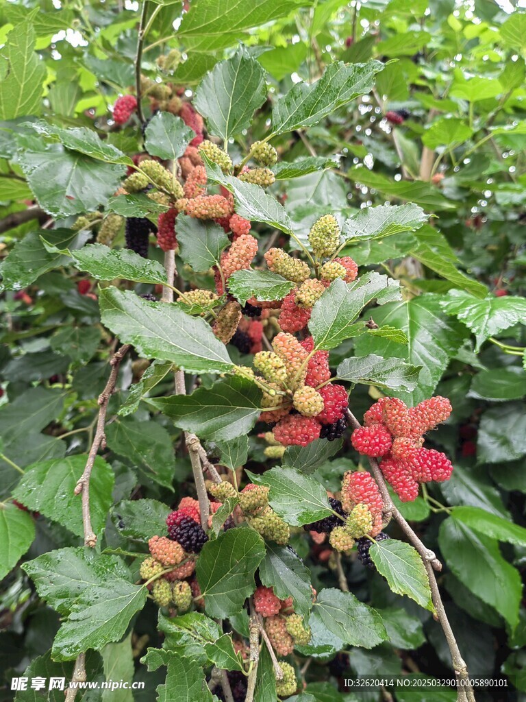 桑葚
