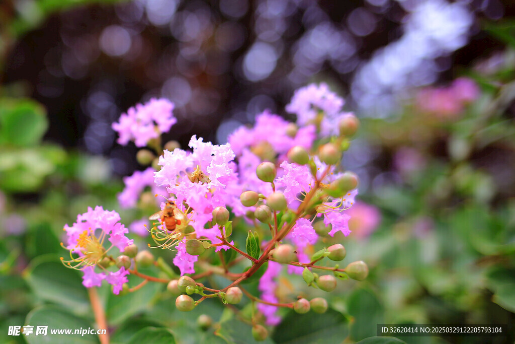 紫薇花