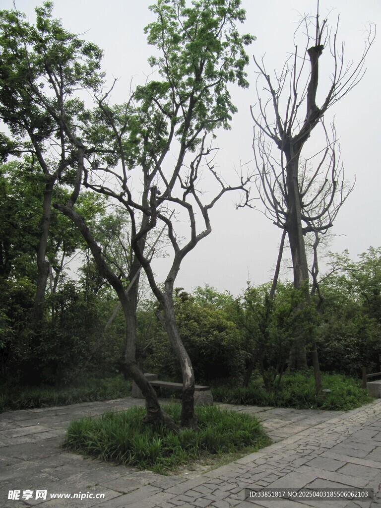 造型树