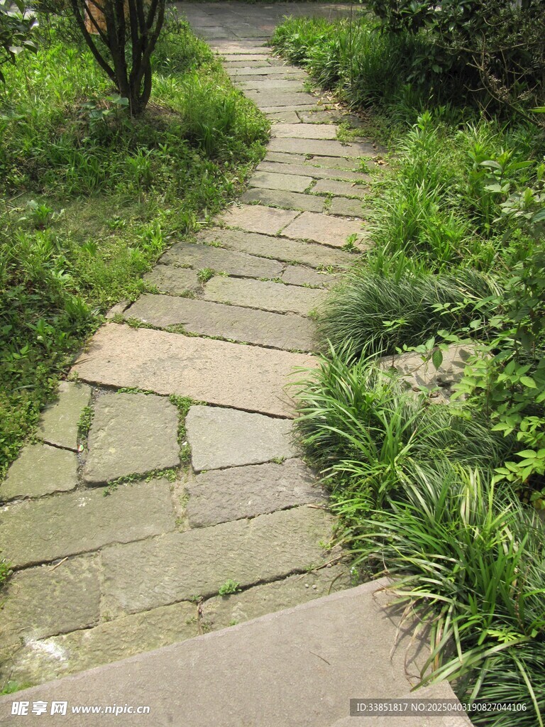 行道树 