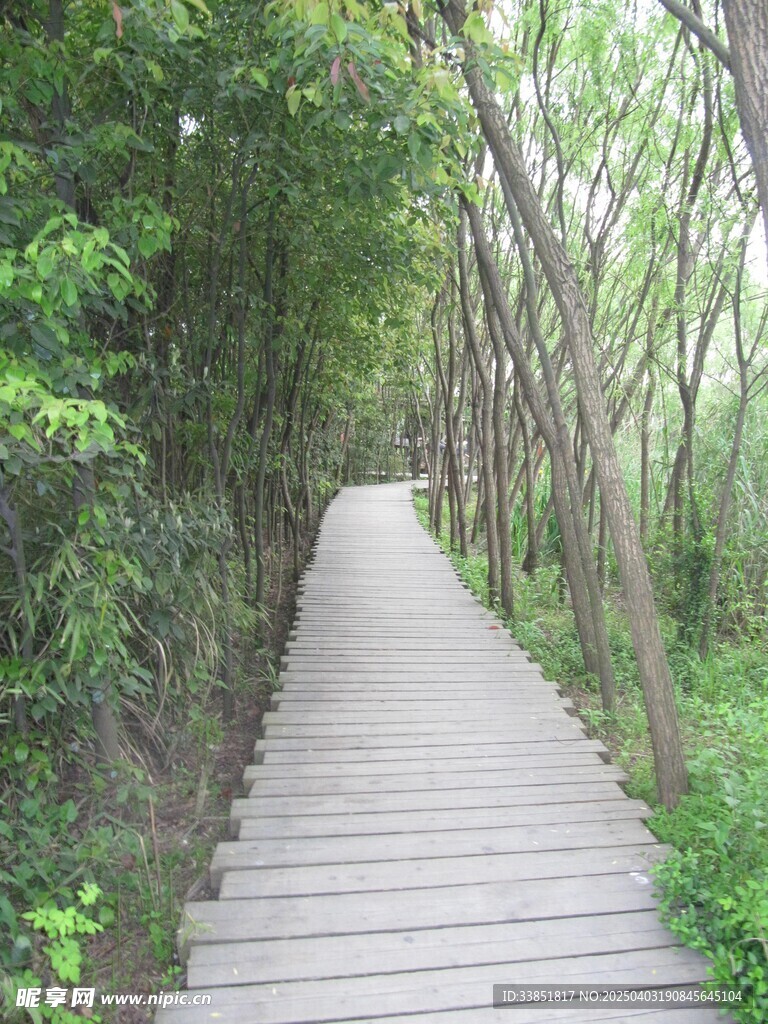 行道树 