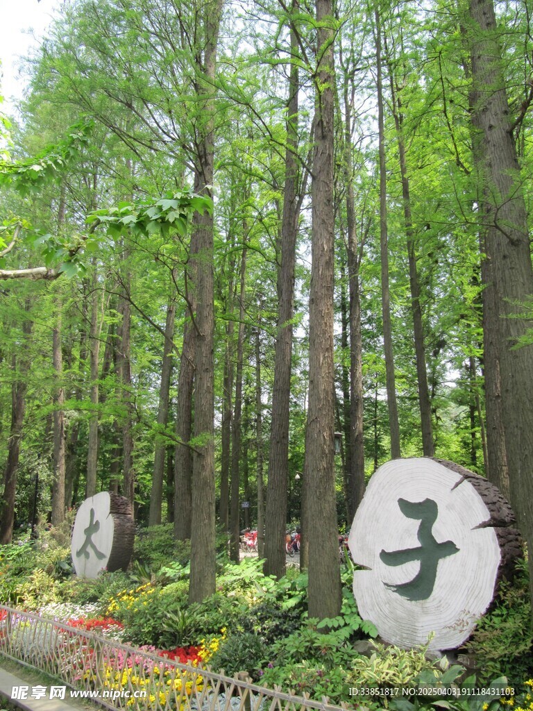 大树