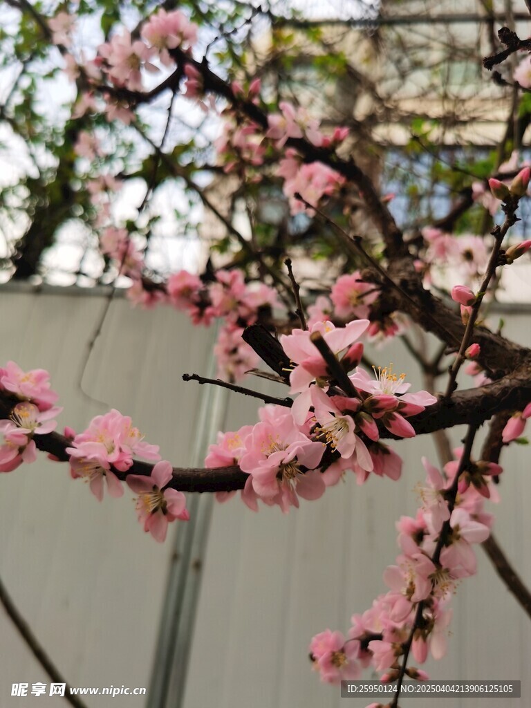 梅花