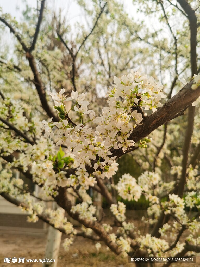 李子花