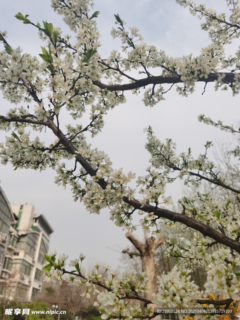 李子花