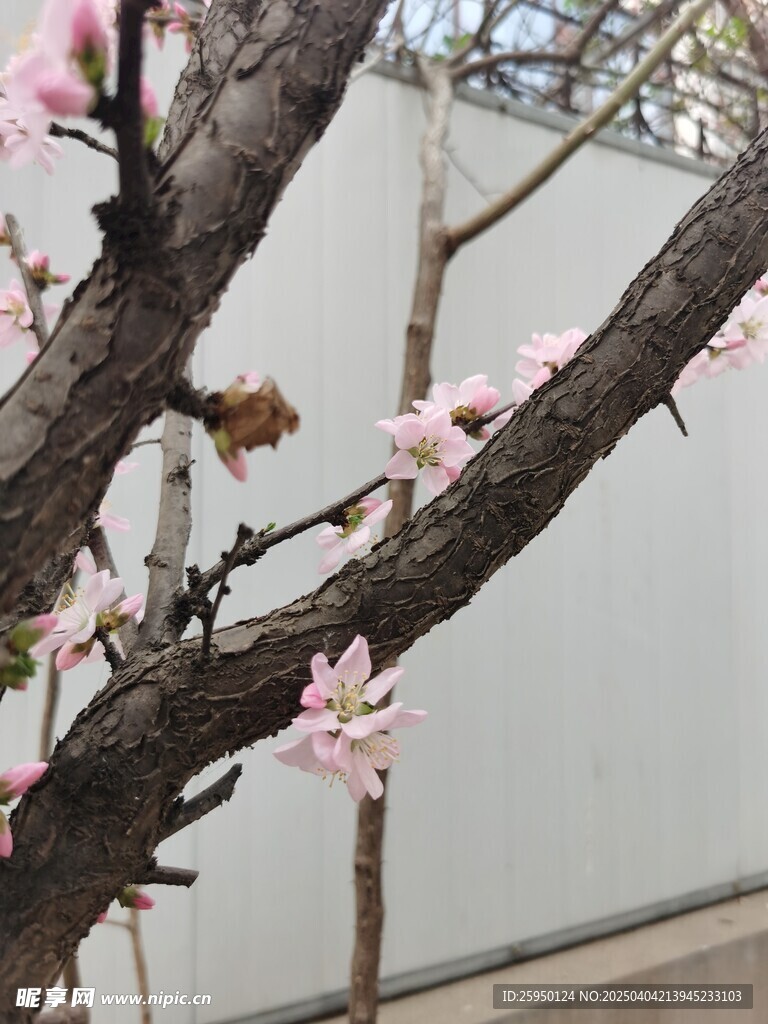 梅花