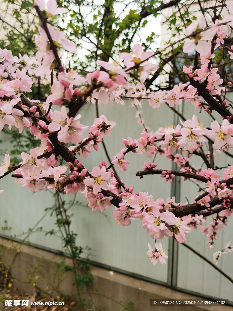 梅花